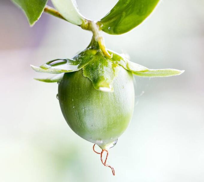 Ενυδατικό αντιρυτιδικό λάδι από φρούτα jojoba